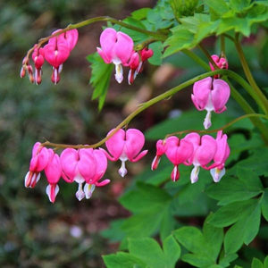 Erstwilder - Heart-to-Heart Bleeding Hearts Brooch - 20th Century Artifacts