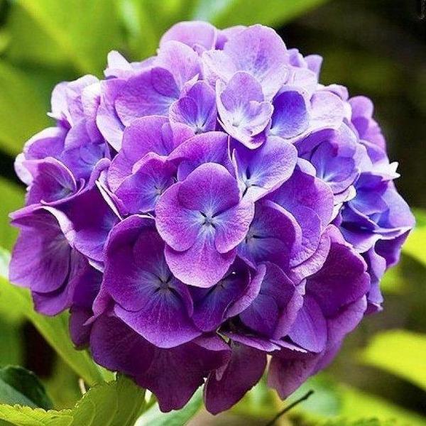 Erstwilder - Heartfelt Hydrangea Brooch (2020) purple - 20th Century Artifacts