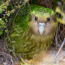 Load image into Gallery viewer, Erstwilder - Kakapo On Show Brooch (2019) - 20th Century Artifacts