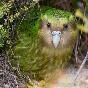 Erstwilder - Kakapo On Show Brooch (2019) - 20th Century Artifacts
