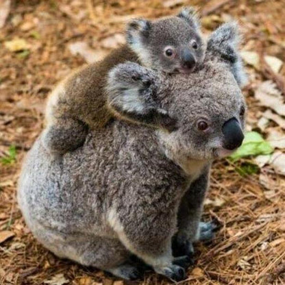 Erstwilder - Koolah and Guula Koala Brooch (2021) - 20th Century Artifacts