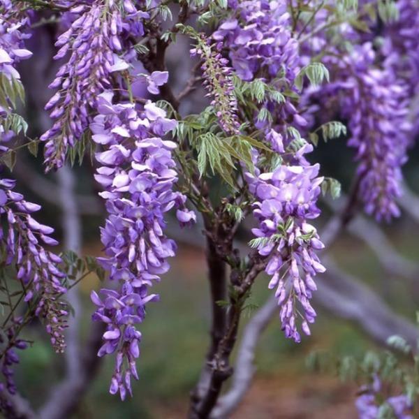 Erstwilder - Lovers' Lane Wisteria Brooch (2021) - 20th Century Artifacts