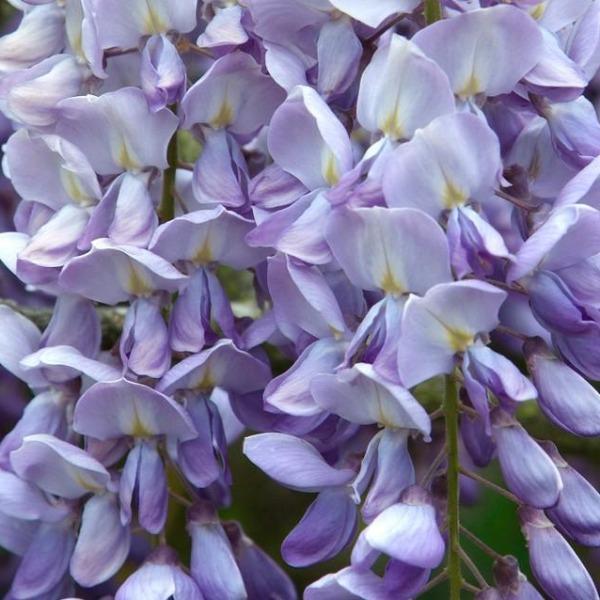 Erstwilder - Lovers' Lane Wisteria Brooch (2021) - 20th Century Artifacts