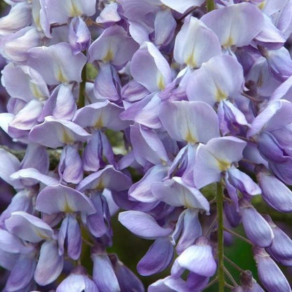 Erstwilder - Lovers' Lane Wisteria Brooch (2021) - 20th Century Artifacts