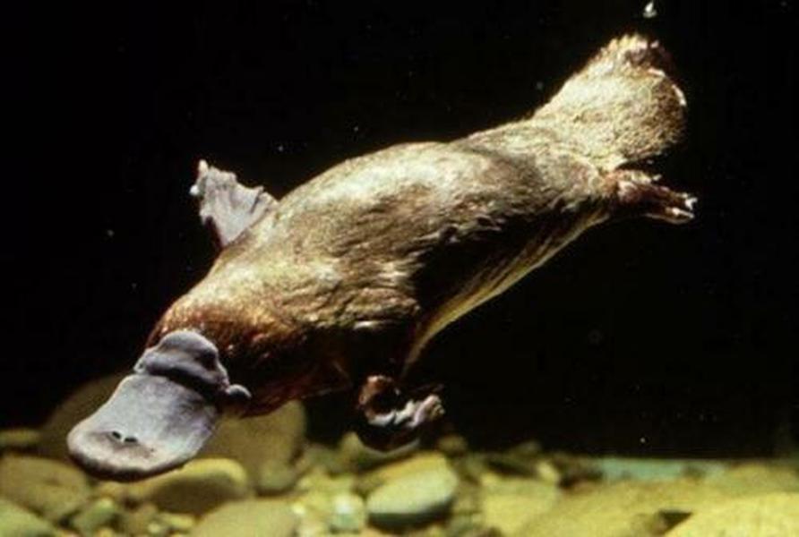 Erstwilder - Mr P Paterson Platypus Brooch (2015) - 20th Century Artifacts
