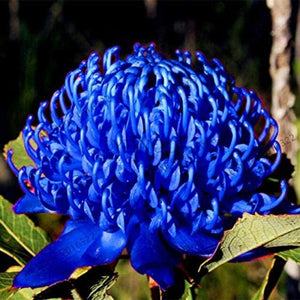 Erstwilder - Mythical Blue Waratah Brooch (Jocelyn Proust 2022) - 20th Century Artifacts