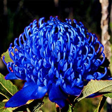 Load image into Gallery viewer, Erstwilder - Mythical Blue Waratah Brooch (Jocelyn Proust) - 20th Century Artifacts