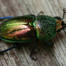 Load image into Gallery viewer, Erstwilder - Nature&#39;s Noel Christmas Beetle Brooch - 20th Century Artifacts