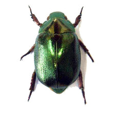 Load image into Gallery viewer, Erstwilder - Nature&#39;s Noel Christmas Beetle Brooch - 20th Century Artifacts