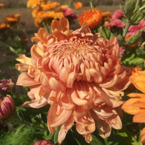 Erstwilder - November Reign Chrysanthemum Brooch - 20th Century Artifacts