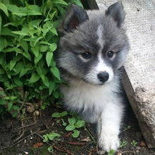 Load image into Gallery viewer, Erstwilder - Oreo Pomsky Dog Brooch (2016) - 20th Century Artifacts