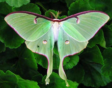 Load image into Gallery viewer, Erstwilder - Over the Moon Luna Moth Brooch (2020) - 20th Century Artifacts