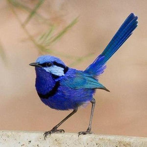 Erstwilder - Phoebe the Fairy Wren Brooch (2020) - 20th Century Artifacts