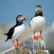 Load image into Gallery viewer, Erstwilder - Piccolo Puffin Brooch (2021) - 20th Century Artifacts