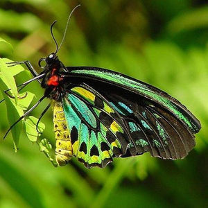Erstwilder - Prettiest Papillion Cairns Birdwing Butterfly Brooch (2020) - 20th Century Artifacts