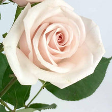 Load image into Gallery viewer, Erstwilder - Prim Petals Rose Brooch - 20th Century Artifacts