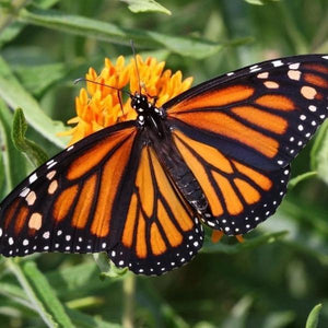 Erstwilder - Prince of Orange Monarch Butterfly Brooch 2021 - 20th Century Artifacts
