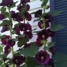 Load image into Gallery viewer, Erstwilder - Purple Prose Hollyhocks Brooch - 20th Century Artifacts