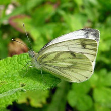 Load image into Gallery viewer, Erstwilder - Social White Cabbage Butterfly Mini Brooch - 20th Century Artifacts
