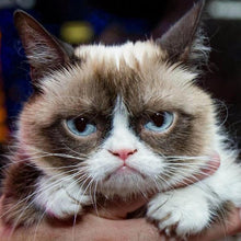 Load image into Gallery viewer, Erstwilder - Sour Puss Grumpy Cat Brooch (2016) - 20th Century Artifacts
