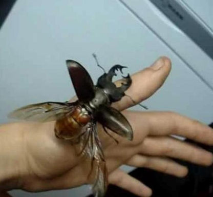 Erstwilder - Stag-Do Stag Beetle Brooch (2020) - 20th Century Artifacts