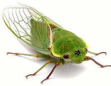 Load image into Gallery viewer, Erstwilder - Summer Songstress Cicada Beetle Earrings (2020) - 20th Century Artifacts