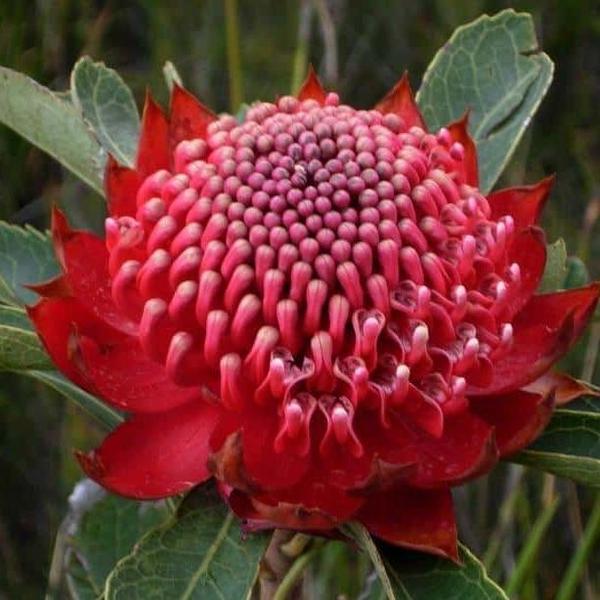 Erstwilder - Telopea Waratah Brooch (2015) - 20th Century Artifacts