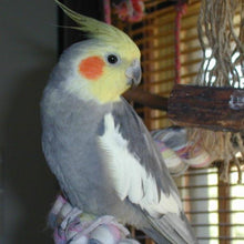 Load image into Gallery viewer, Erstwilder - The Coy Cockatiel Brooch (Pete Cromer) (2021) - 20th Century Artifacts