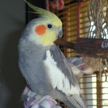 Erstwilder - The Coy Cockatiel Brooch (Pete Cromer) (2021) - 20th Century Artifacts