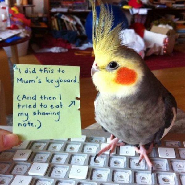 Erstwilder - The Coy Cockatiel Brooch (Pete Cromer) (2021) - 20th Century Artifacts