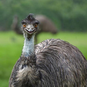 Erstwilder - The Enchanting Emu Brooch (Pete Cromer) (2021) - 20th Century Artifacts