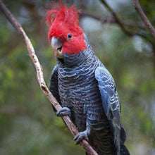 Load image into Gallery viewer, Erstwilder - The Galvanic Gang Gang Cockatoo Brooch (Pete Cromer) (2021) - 20th Century Artifacts
