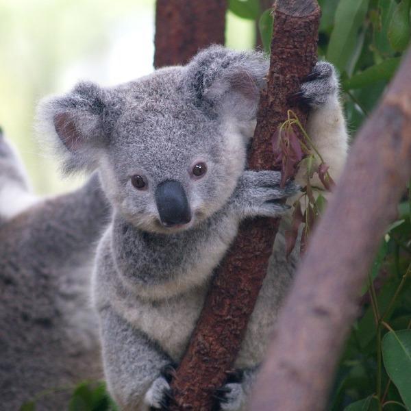 Erstwilder - The Kindhearted Koala Brooch (Pete Cromer) (2019) - 20th Century Artifacts