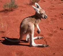 Load image into Gallery viewer, Erstwilder - The Kinetic Kangaroo Brooch (Pete Cromer) (2019) - 20th Century Artifacts