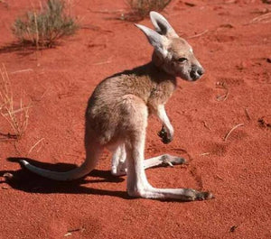 Erstwilder - The Kinetic Kangaroo Brooch (Pete Cromer) (2019) - 20th Century Artifacts