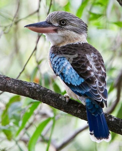 Erstwilder - The Kooky Kookaburra Brooch (Pete Cromer) (2019) - 20th Century Artifacts