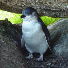 Load image into Gallery viewer, Erstwilder - The Likeable Little Penguin Brooch (Pete Cromer) (2019) - 20th Century Artifacts