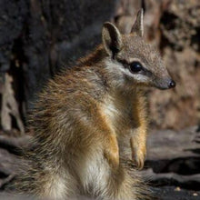 Load image into Gallery viewer, Erstwilder - The Notorious Numbat Brooch (Pete Cromer) (2021) - 20th Century Artifacts