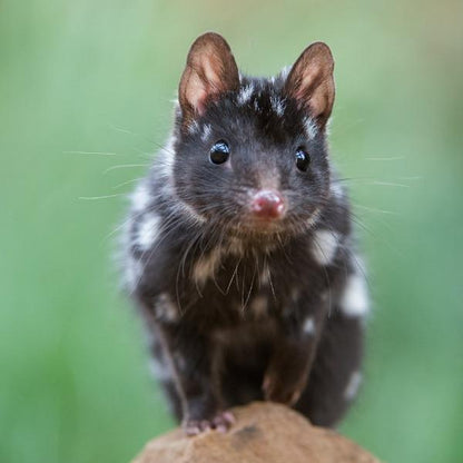 Erstwilder - The Quaint Eastern Quoll Brooch (Pete Cromer) (2021) - 20th Century Artifacts