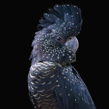 Load image into Gallery viewer, Erstwilder - The Rare Red-Tail Cockatoo Brooch (Pete Cromer) (2021) - 20th Century Artifacts