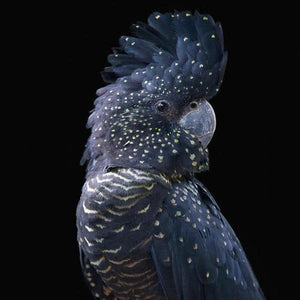 Erstwilder - The Rare Red-Tail Cockatoo Brooch (Pete Cromer) (2021) - 20th Century Artifacts