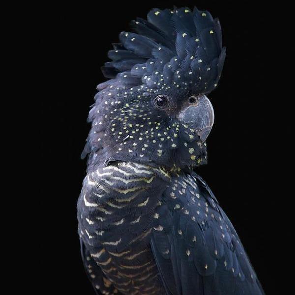 Erstwilder - The Rare Red-Tail Cockatoo Cardigan Clips (Pete Cromer) (2021) - 20th Century Artifacts