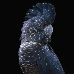 Erstwilder - The Rare Red-Tail Cockatoo Mini Brooch (Pete Cromer) (2021) - 20th Century Artifacts