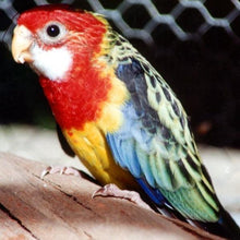 Load image into Gallery viewer, Erstwilder - The Rowdy Rosella Brooch (Pete Cromer) (2019) - 20th Century Artifacts