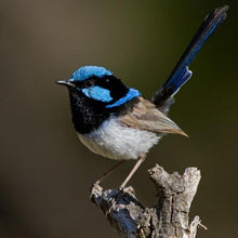 Load image into Gallery viewer, Erstwilder - The Splendid Fairy Wren Brooch (Pete Cromer) (2021) - 20th Century Artifacts