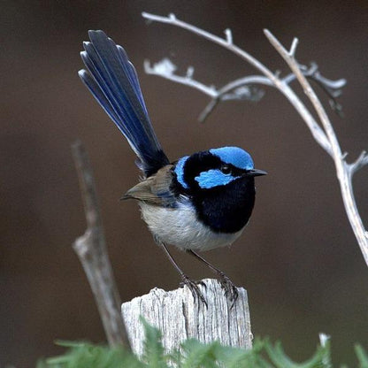 Erstwilder - The Splendid Fairy Wren Earrings (Pete Cromer) (2021) - 20th Century Artifacts