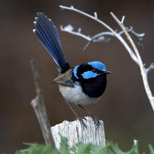 Load image into Gallery viewer, Erstwilder - The Splendid Fairy Wren Earrings (Pete Cromer) (2021) - 20th Century Artifacts