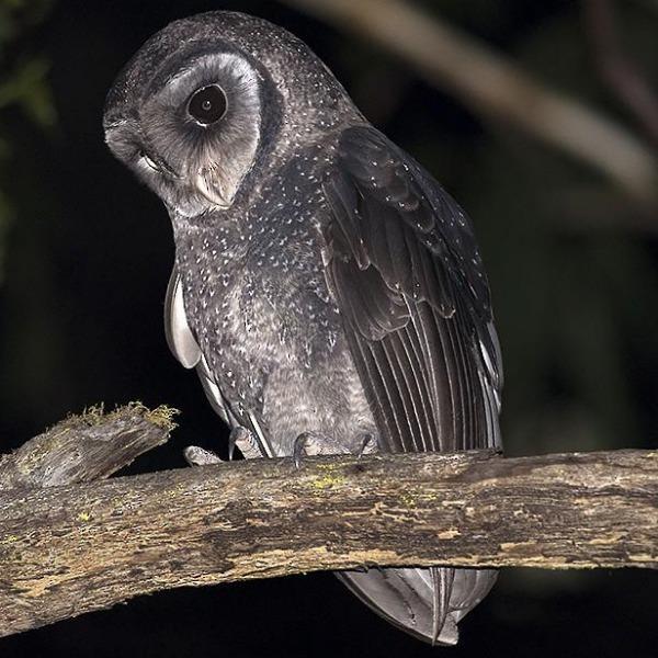 Erstwilder - The Sulky Sooty Owl Brooch (Pete Cromer) (2021) - 20th Century Artifacts