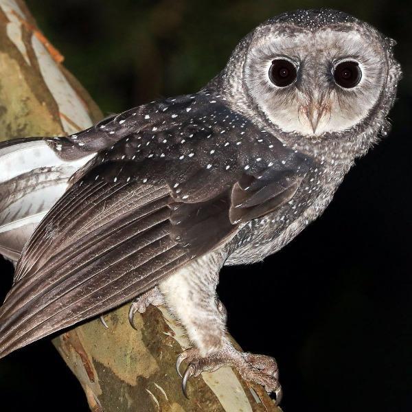 Erstwilder - The Sulky Sooty Owl Brooch (Pete Cromer) (2021) - 20th Century Artifacts