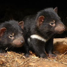 Load image into Gallery viewer, Erstwilder - The Talkative Tasmanian Devil Brooch (Pete Cromer) (2019) - 20th Century Artifacts